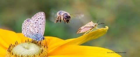 biodiversite-une-plateforme-pour-accompagner-les-entreprises